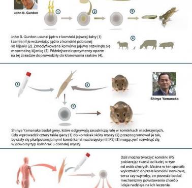 Fizjologia i medycyna - Nobel 2012