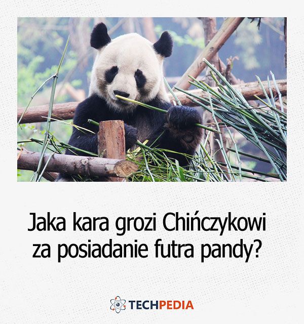 Jaka kara grozi Chińczykowi za posiadanie futra pandy?