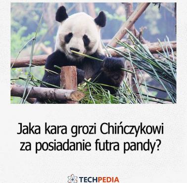 Jaka kara grozi Chińczykowi za posiadanie futra pandy?