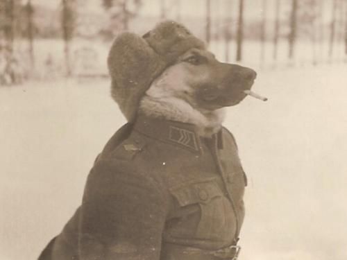 Żołnierz - pies w stopniu sierżanta w fińskich oddziałach na froncie rosyjsko-fińskim 1940-41.