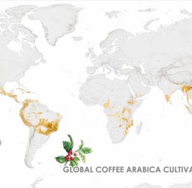 Globalna produkcja kawy arabica