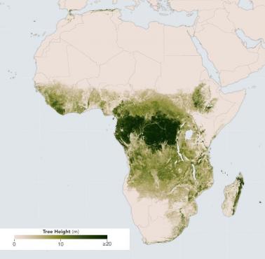 Wysokość drzew w Afryce