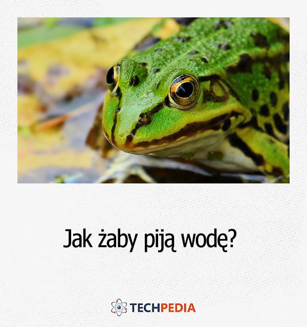 Jak żaby piją wodę?