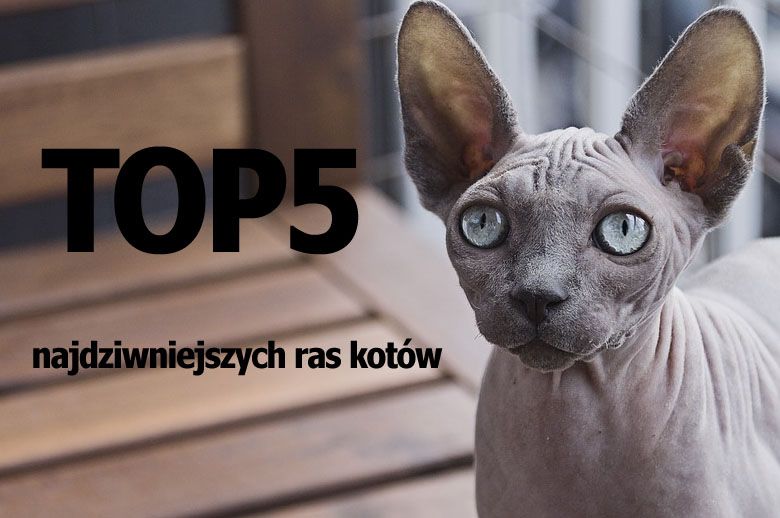 Top 5 najdziwniejszych ras kotów