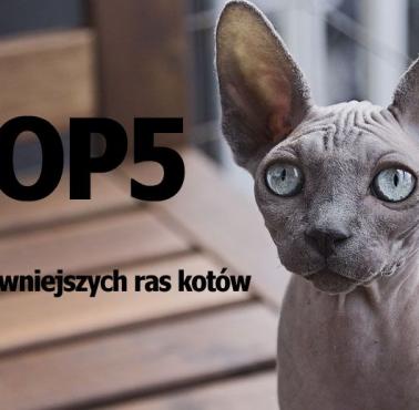 Top 5 najdziwniejszych ras kotów