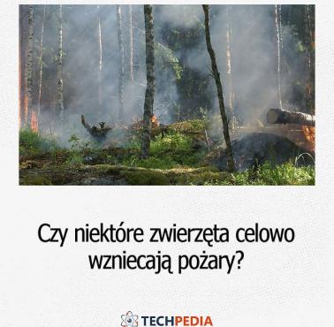 Czy niektóre zwierzęta celowo wzniecają pożary?