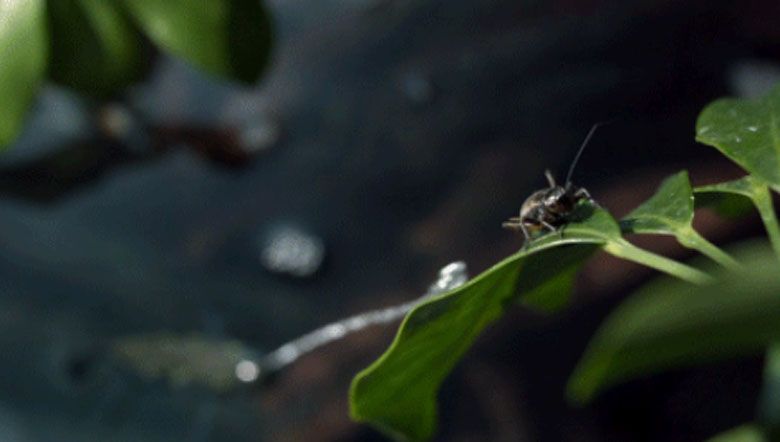 Jak ryba z gatunku Toxotes (Archerfish) poluje na owady. Niesamowity filmik