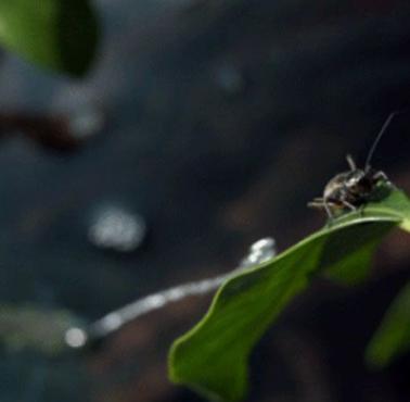 Jak ryba z gatunku Toxotes (Archerfish) poluje na owady. Niesamowity filmik