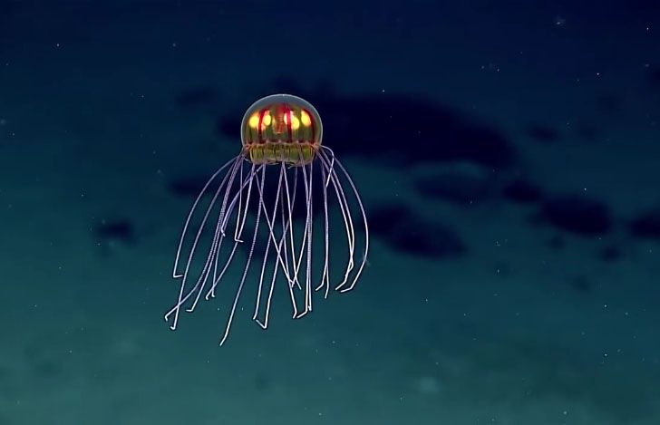 Niesamowicie wyglądająca meduza sfilmowana na głębokości ok. 3,7 km w archipelagu wysp wulkanicznych w Mikronezji (Mariany)