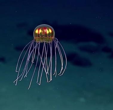 Niesamowicie wyglądająca meduza sfilmowana na głębokości ok. 3,7 km w archipelagu wysp wulkanicznych w Mikronezji (Mariany)