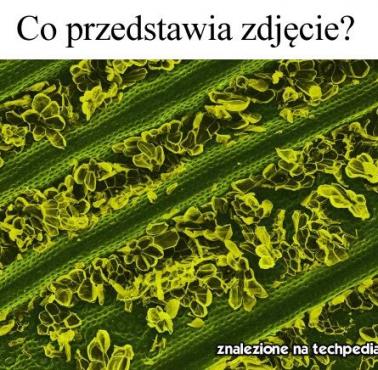 Co znajduje się na zdjęciu?