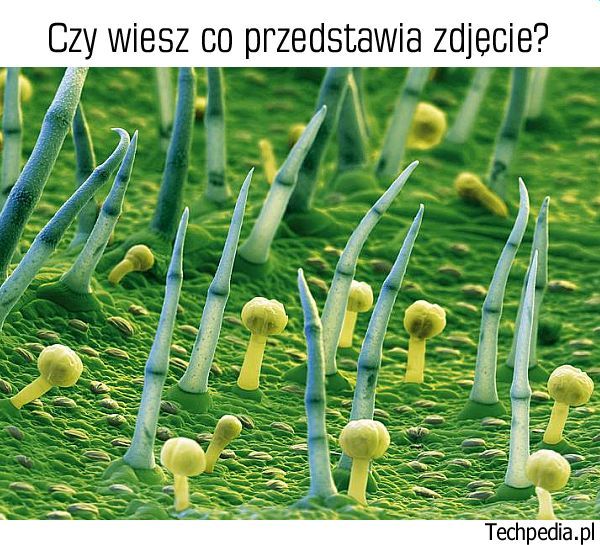 Co znajduje się na zdjęciu?