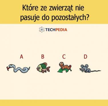 Które ze zwierząt nie pasuje do pozostałych?