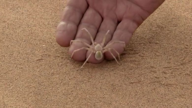 Araneus - pajączek zamieszkujący Saharę, wyróżnia go bardzo nietypowe poruszanie się