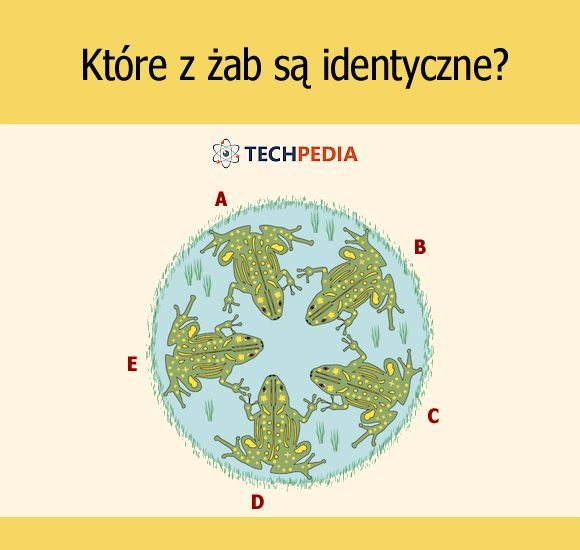 Które z żab są identyczne?