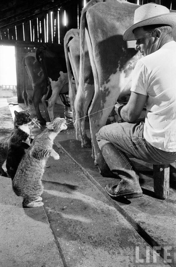 Koty i mleko prosto od krowy :) (Kalifornia, 1954 rok)