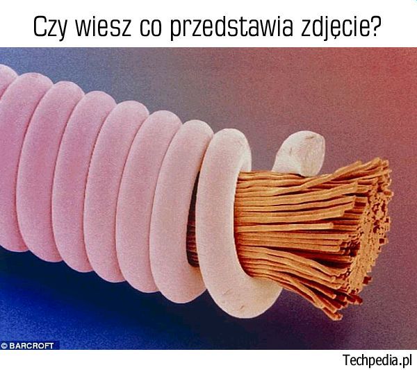 Co znajduje się na zdjęciu?