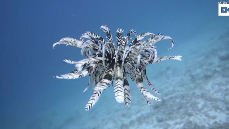 Cudowny podwodny taniec liliowców (Crinoidea) (wideo)