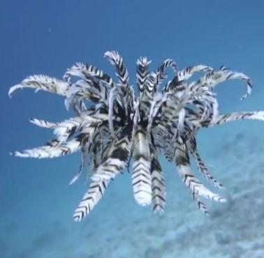 Cudowny podwodny taniec liliowców (Crinoidea) (wideo)