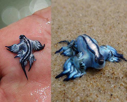 Niebieski smok, jaskółka morska, błękitny anioł (Glaucus atlanticus) – gatunek jadowitego morskiego (wideo)