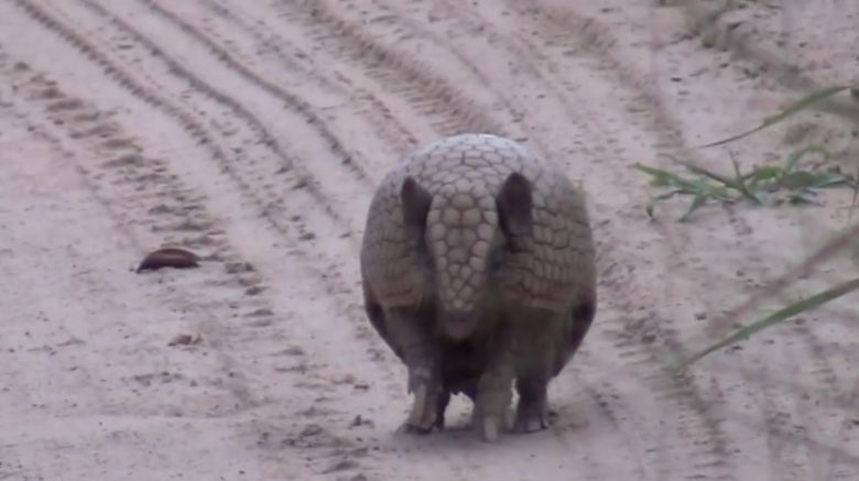 Tak chowa się pancernik (Dasypodidae) (wideo)