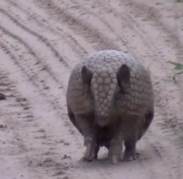 Tak chowa się pancernik (Dasypodidae) (wideo)