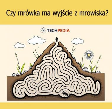 Czy mrówka ma wyjście z mrowiska?