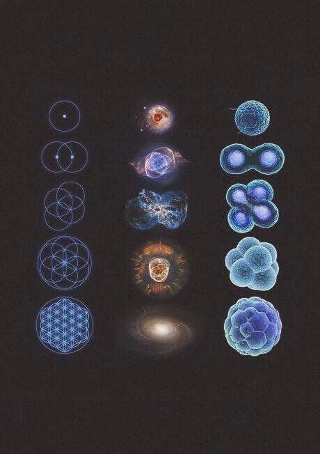 Piękno matematyki, astronomii i biologii