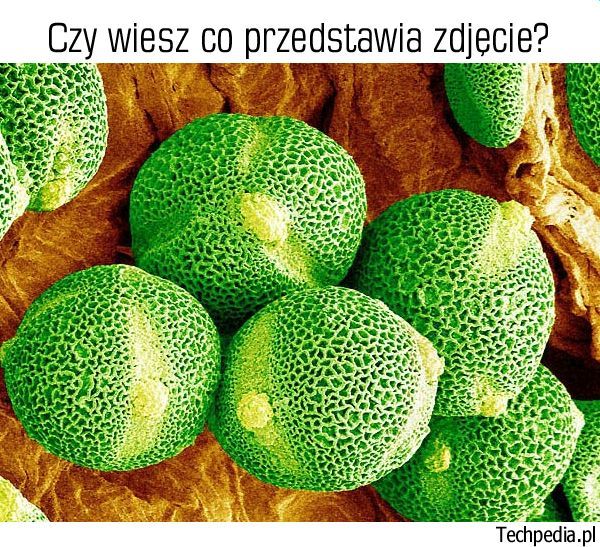 Co znajduje się na zdjęciu?