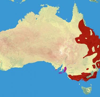 Mapa występowania Koali (czerwony - naturalny, fioletowy - wprowadzony przez człowieka)