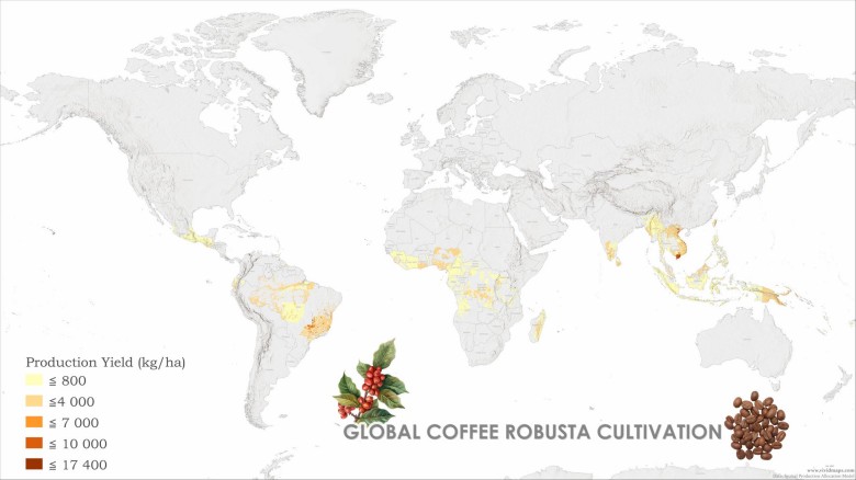 Globalna uprawa kawy Robusta