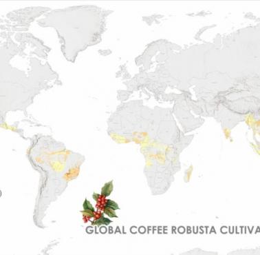 Globalna uprawa kawy Robusta