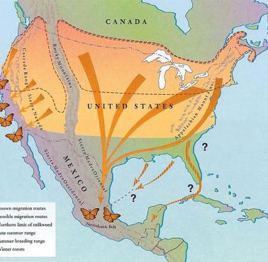 Jesienne trasy migracyjne po Ameryce Północnej motyla wędrownego zwanego monarchą