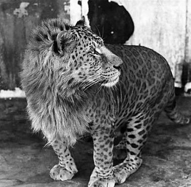 Leopon - hybryda leoparda i lwa, pochodzą wyłącznie z hodowli