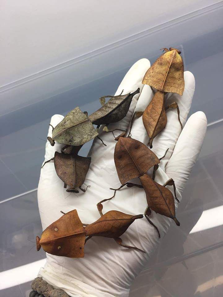 Wędrujące liście ...., nie to Deroplatys Truncata