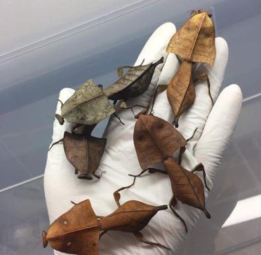 Wędrujące liście ...., nie to Deroplatys Truncata