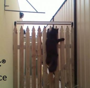 Jak uniemożliwić kotu przeskakiwanie płotu? (wideo)