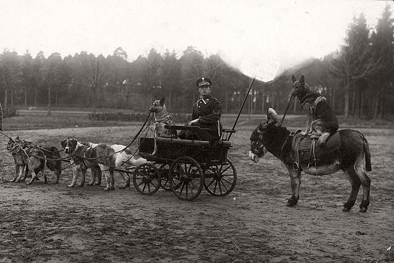 Pokaz umiejętności policyjnych psów, Cytadela Warszawska, 1929
