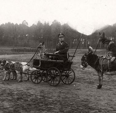 Pokaz umiejętności policyjnych psów, Cytadela Warszawska, 1929