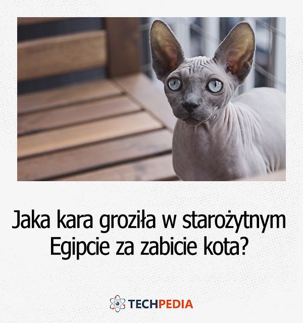 Jaka kara groziła w starożytnym Egipcie za zabicie kota?