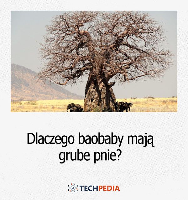 Dlaczego baobaby mają grube pnie?