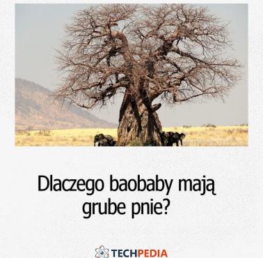 Dlaczego baobaby mają grube pnie?