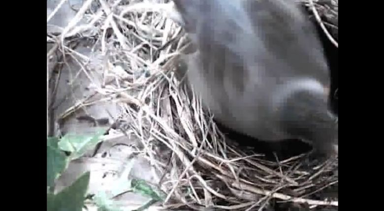 Jak wygląda budowa ptasiego gniazda (wideo)