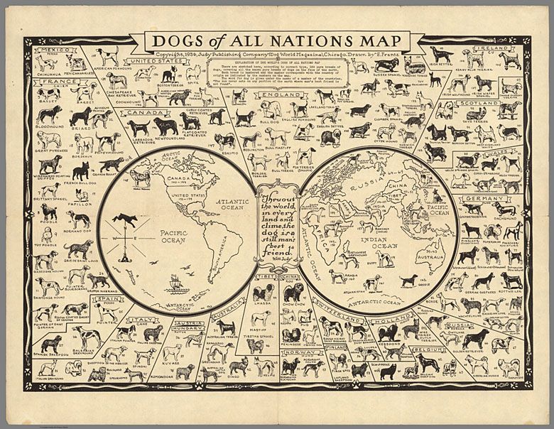  Opracowana w 1936 roku mapa psów pochodzących z różnych państw świata