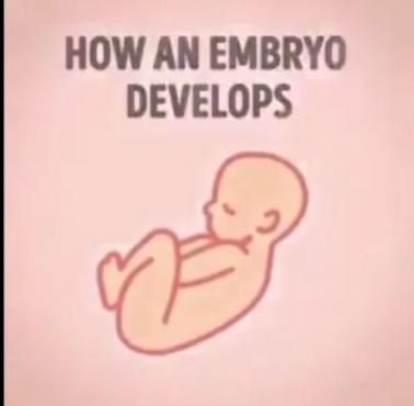 Od embrionu do człowieka (animacja)