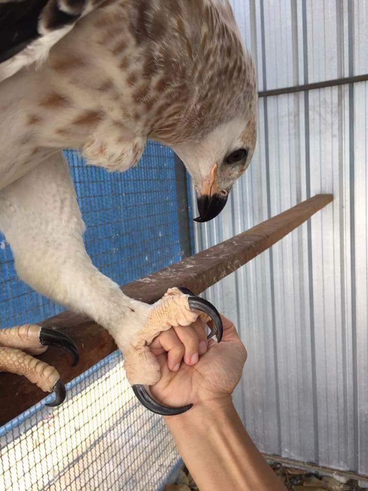 Szpon jastrzębia (Accipiter gentilis)