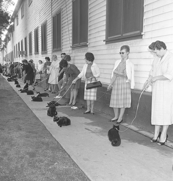 Casting na czarnego kota do filmu Roger Cormana Tales of Terror (Los Angeles, 1961)
