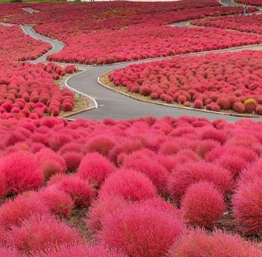 Różowe krzaczki, Japonia
