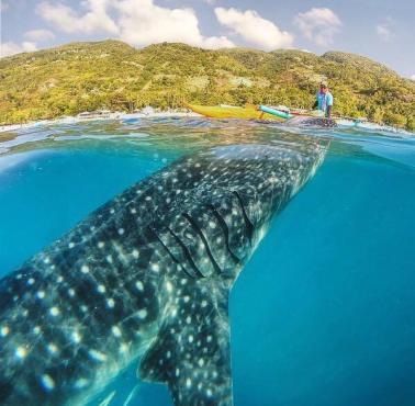 Bliskie spotkanie z rekinem wielorybim (Rhincodon typus), Filipiny