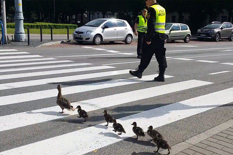 Kaczki dyktatorki :) Droga wolna ...